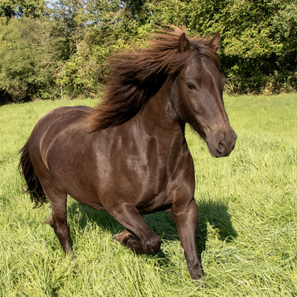 Verkaufspferd Svarta-faxa vom Nahetal auf der Weide Gestüt Nahetal