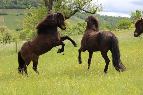 Zwei Islandpferde in Bewegung auf der Weide im Frühjahr, Herdenhaltung auf dem Gestüt Nahetal