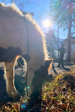 Pferd fressend am Waldrand - Grüße von Alf & Madeleine