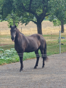 Islandpferd Bjarki von Buescheid auf dem Paddock in seinem heutigen Zuhause.