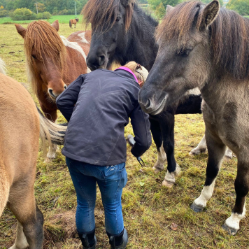 Junge Frau arbeitet mit einem Islandpferd auf der Weide, neugierige Pferde stehen um sie herum – Gestüt Nahetal, Saarland