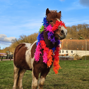 Islandpferd geschmückt mit bunten Girlanden für den Faschingsnachmittag auf dem Gestüt Nahetal, Saarland
