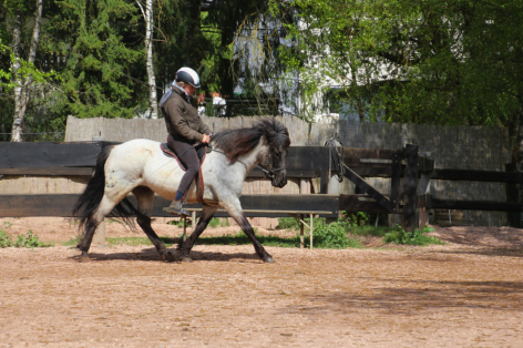 Reiter auf dem Gangpferd Gestüt Nahetal