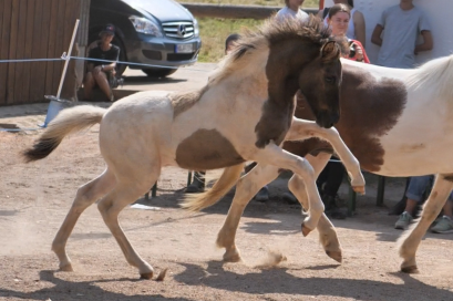 Fohlen im Element bei der Fohlenschau, Gestüt Nahetal