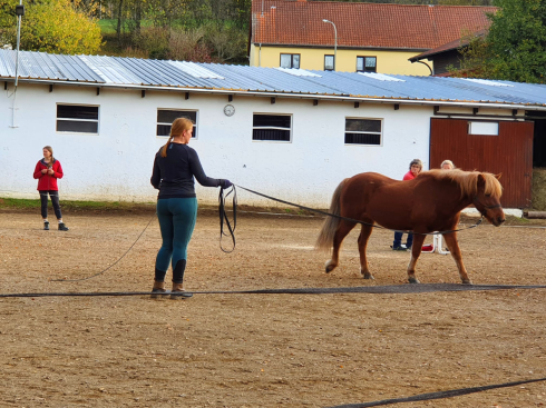 Reitschülerin arbeitet mit Pferd an der Longe während des Bodenarbeitskurses auf dem Gestüt Nahetal.