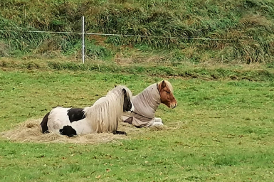 Zwei Islandpferde liegen entspannt auf der Weide am Gestüt Nahetal im nördlichen Saarland