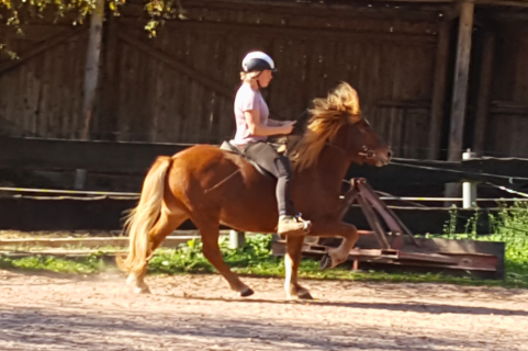 Frau reitet ein Islandpferd im Tölt auf dem Gestüt Nahetal