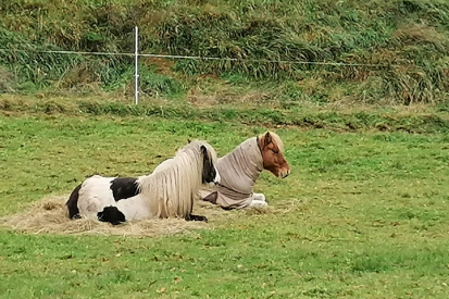 Pferde am Zaun auf der schneebedeckten Winterweide Gestüt Nahetal