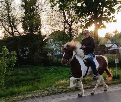 Verkaufspferd Greta vom Nahetal