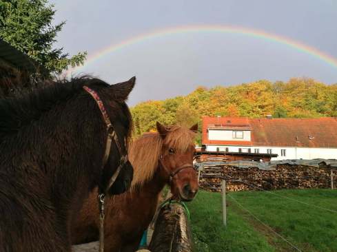 Islandpferde am Anbindebalken auf dem Gestüt Nahetal unter einem Regenbogen